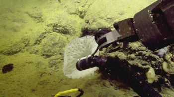 Media type: image;   Invertebrate Zoology 153111 Description: live specimen;